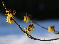 Hamamelis Amanon 2015 02 07 3058